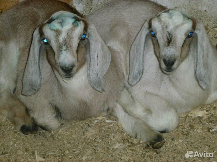 Обезроживание