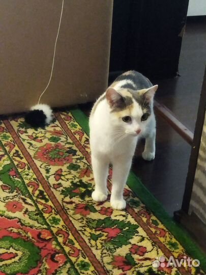 Кошки в добрые руки