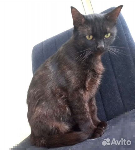 Стерилизованная Багги в добрые руки