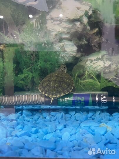 Аквариум