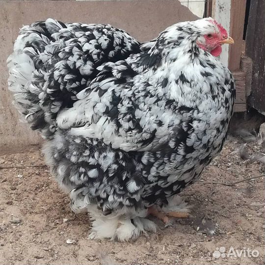 Кохинхин