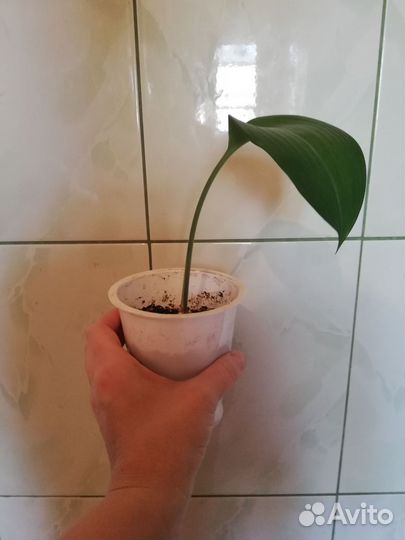 Эухарис амазонская лилия