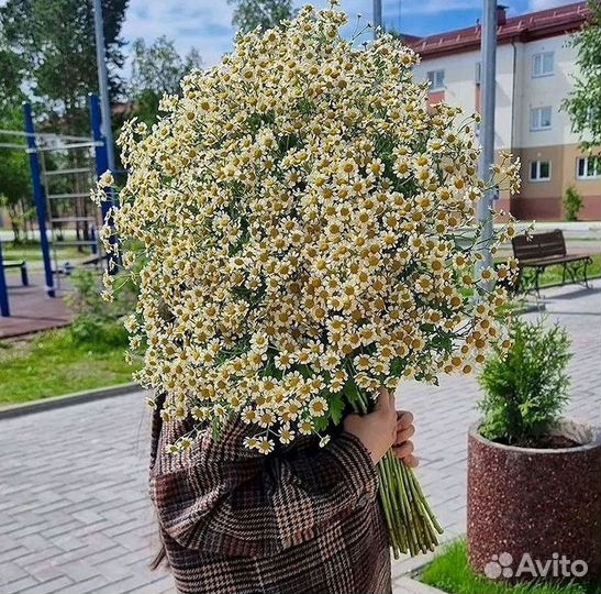 Букеты. Доставка ромашек