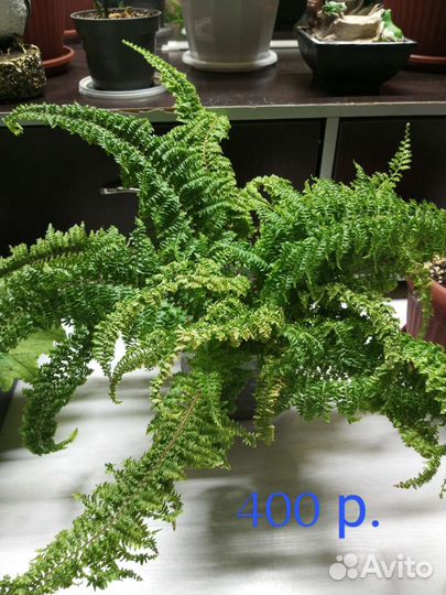 Кучерявый папоротник