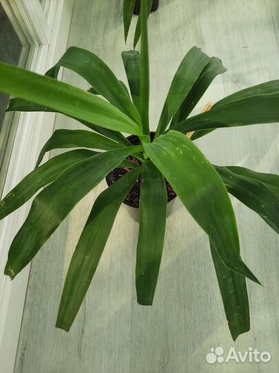 Бокарнея нолина