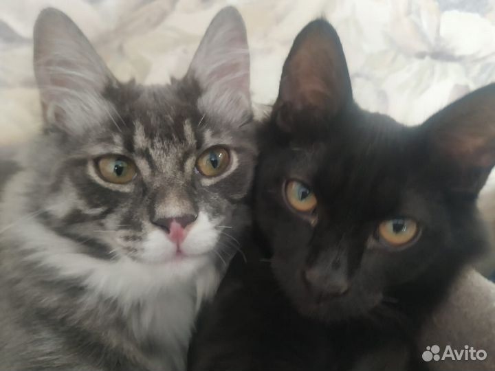 Продажа котят курильский бобтейл