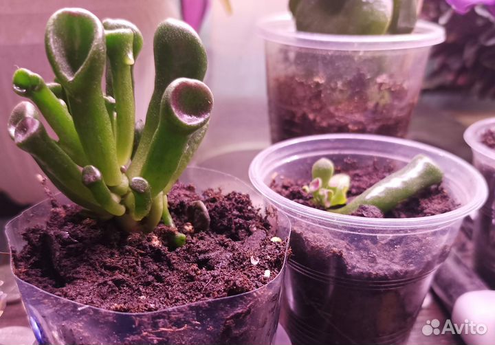 Неприхотливые комнатные растения