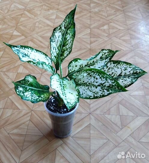 Аглаонема White Splash / Вайт Сплэш
