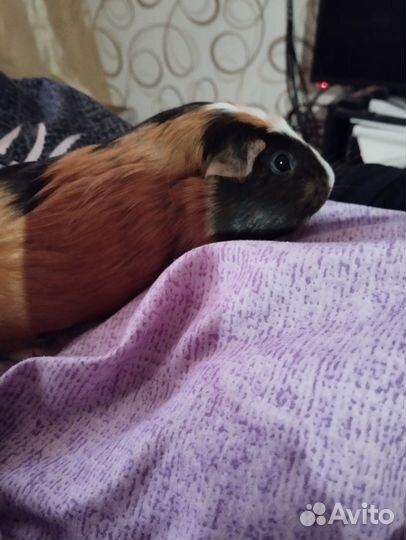 Морская свинка девочка вязка