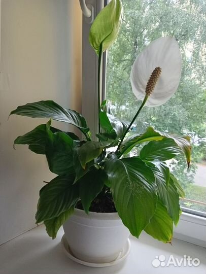 Продам цветы комнатные