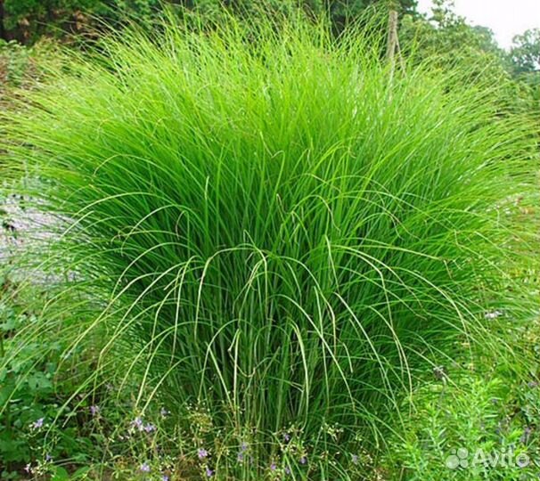 Мискантус китайский