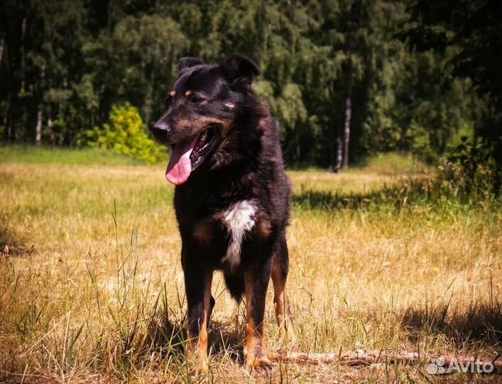 Спасите красотку из приюта