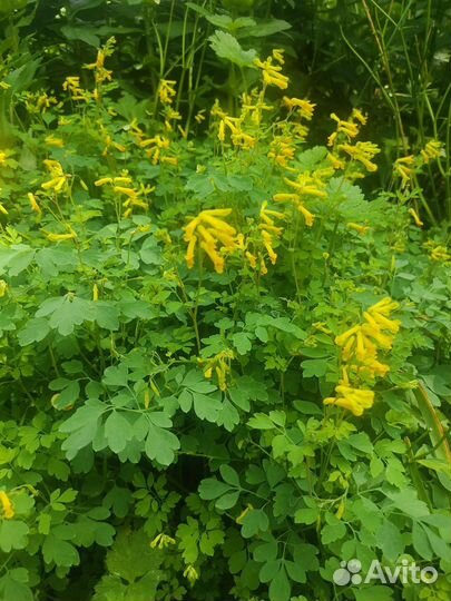 Хохлатка жёлтая, корневая