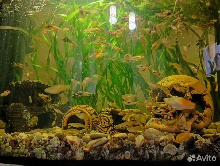 Аквариумные рыбки