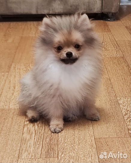 Шикарные парни