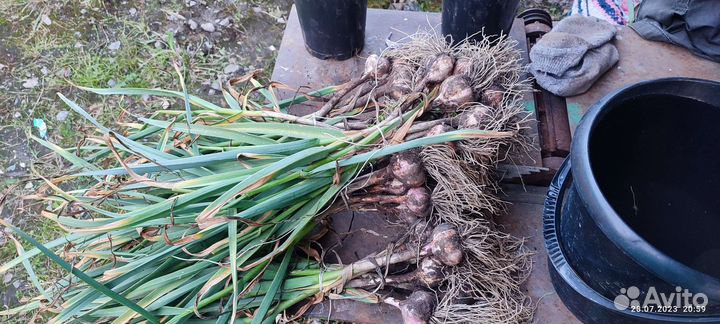 Чеснок деревенский