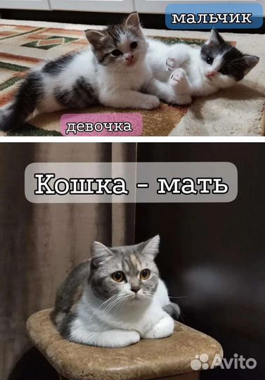 Котята от британской кошечки