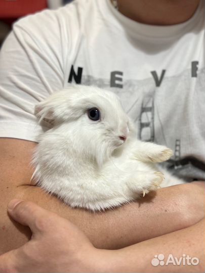 Кролик декоративный львиноголовый