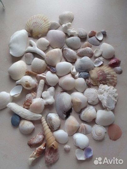 Морские ракушки раковины