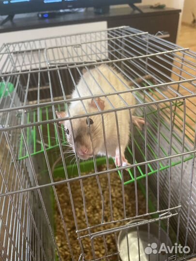 Крысы с клеткой отдам бесплатно
