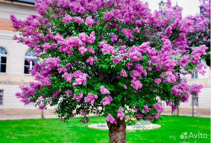 Сирень махровая саженцы