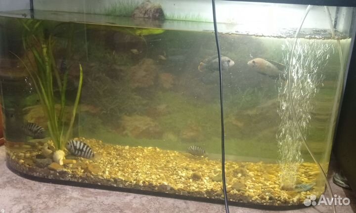 Цихлозомы Чернополосные