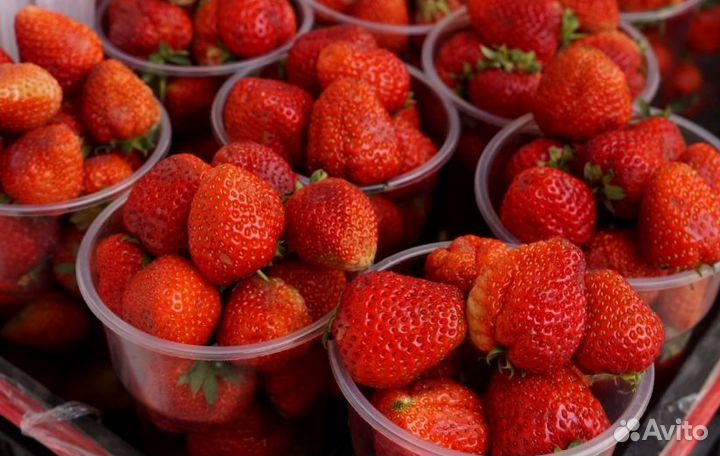 Клубника (Виктория) ягода