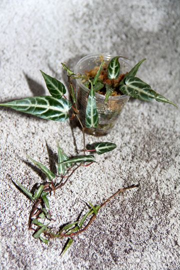 Домашние растения