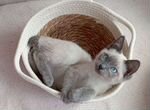 Меконгский бобтейл, котята