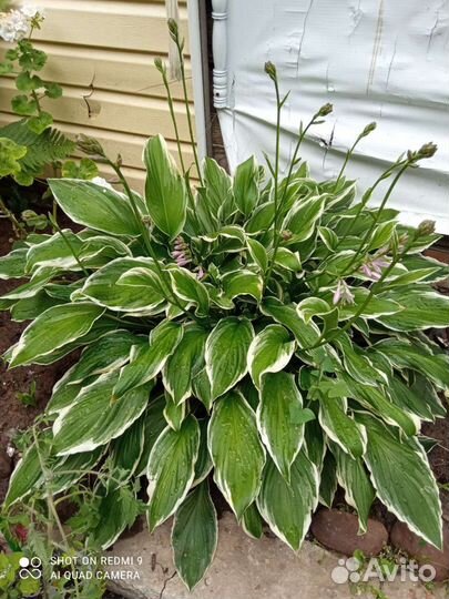 Хоста растение