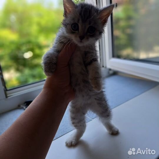 Кошечка в добрые руки