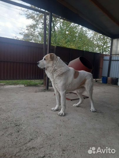 Ищет невесту