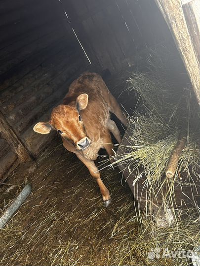 Теленок, телочка