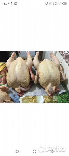 Мясо домашней индейки