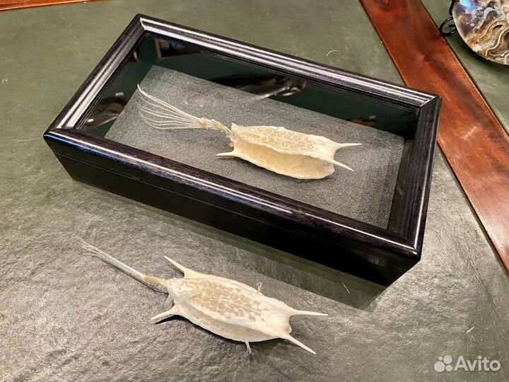 Рыба кузовок (скелет)