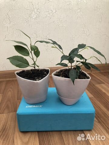 Фикус бенджамина