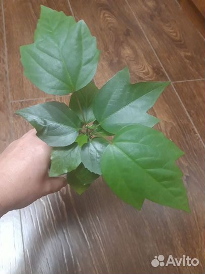 Эпифиллум, бегония, гибискус, антуриум