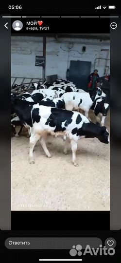 Бычки и телята