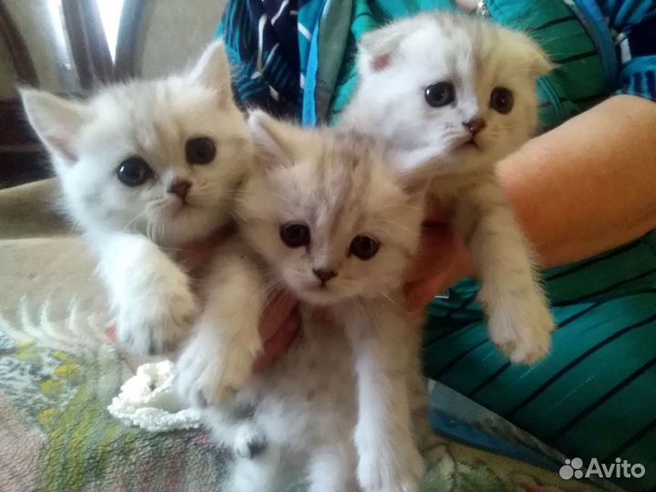 Кот на вязку