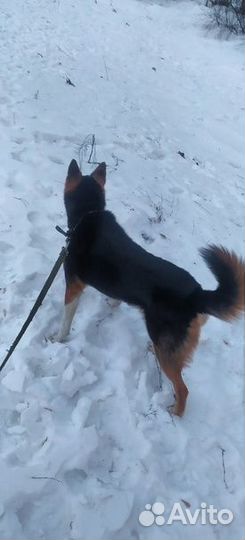 Передержка животных