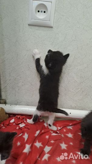 Котята в дар