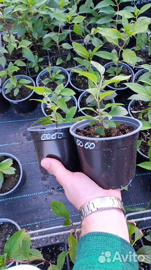 Бо-бо метельчатая гортензия