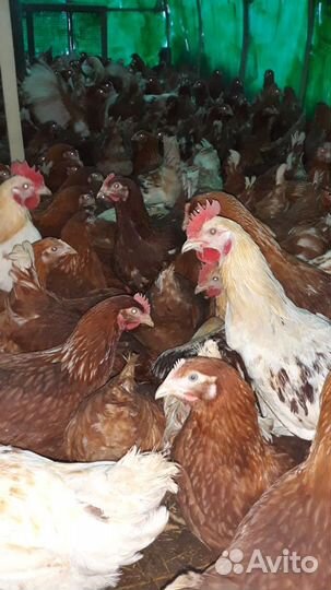 Молодые куры несушки