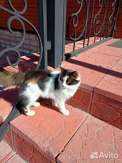 Котенок в добрые руки