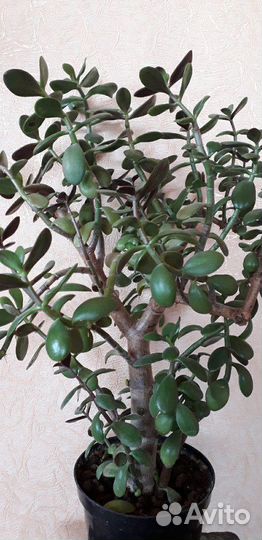 Толстянка(Денежное дерево)