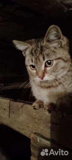 Добрый котенок ищет дом