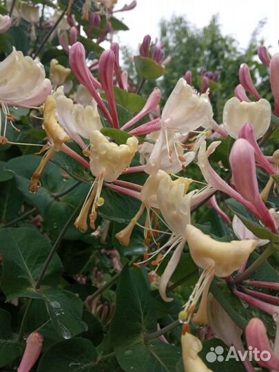 Жимолость каприфоль.Снежноягодник Можжевельник