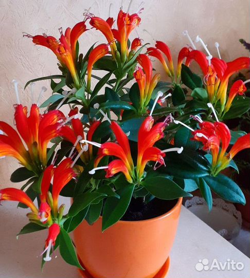 Эсхинантус Жар птица