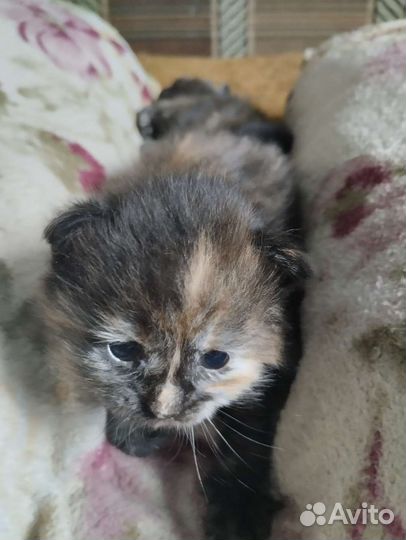 Трехцветная кошка