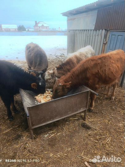 4 бычка ц 220т круг. Торг